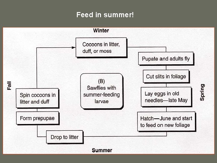 Feed in summer! 