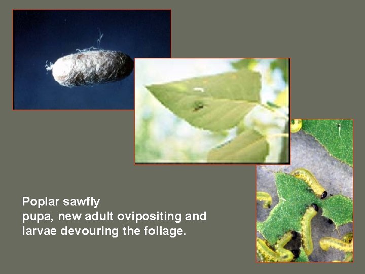 Poplar sawfly pupa, new adult ovipositing and larvae devouring the foliage. 