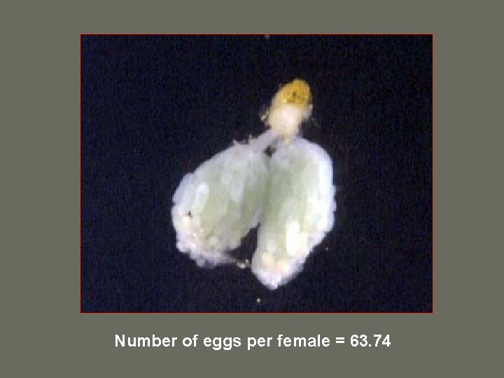 Number of eggs per female = 63. 74 