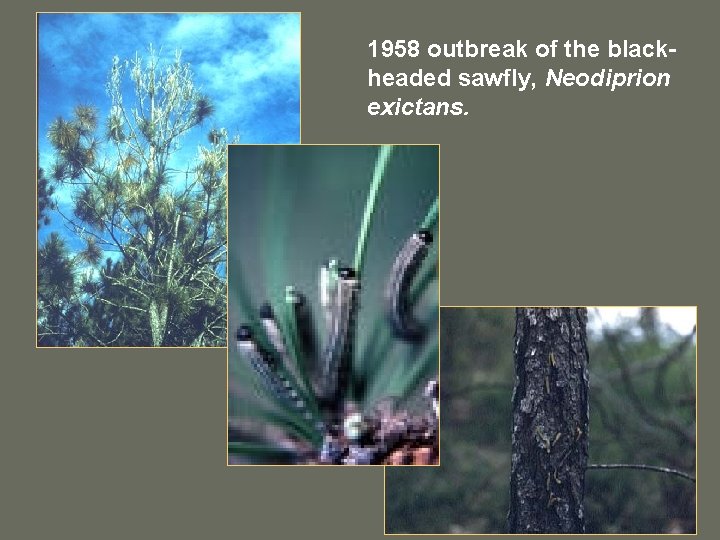 1958 outbreak of the blackheaded sawfly, Neodiprion exictans. 