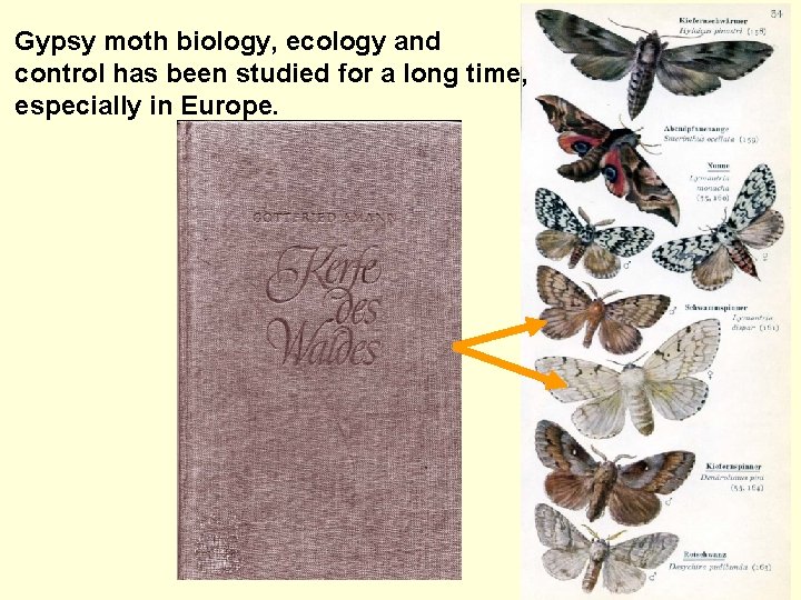 Gypsy moth biology, ecology and control has been studied for a long time, especially