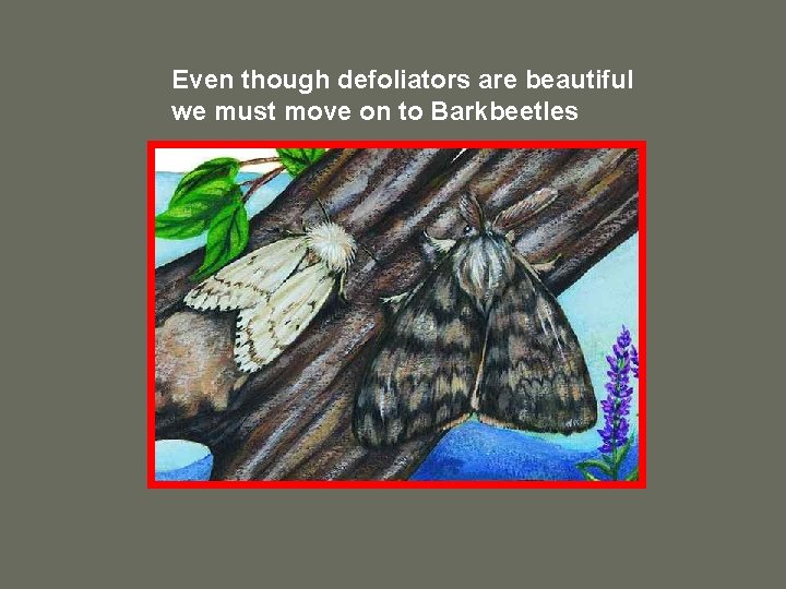 Even though defoliators are beautiful we must move on to Barkbeetles 