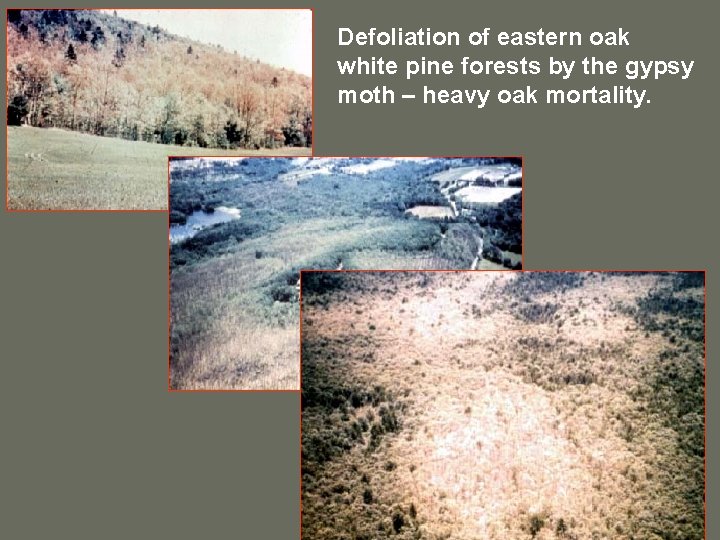 Defoliation of eastern oak white pine forests by the gypsy moth – heavy oak