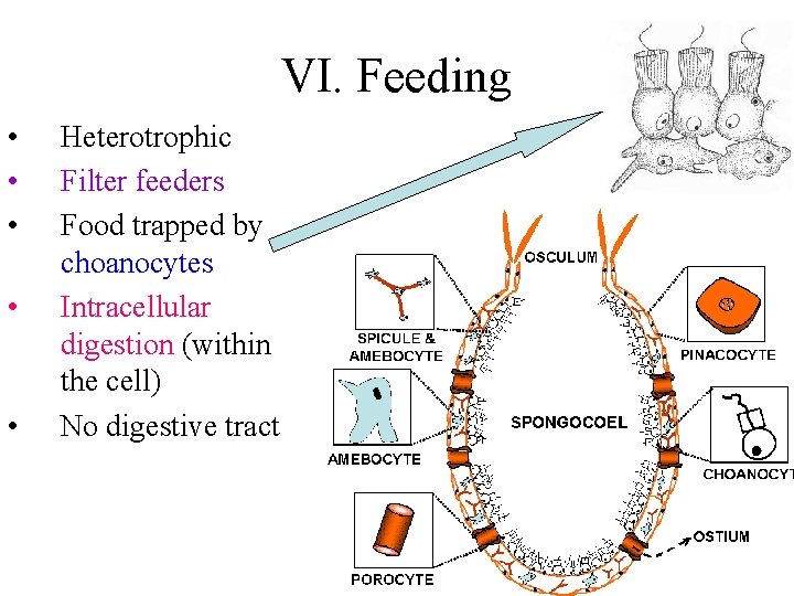 VI. Feeding • • • Heterotrophic Filter feeders Food trapped by choanocytes Intracellular digestion