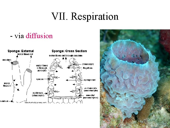 VII. Respiration - via diffusion 