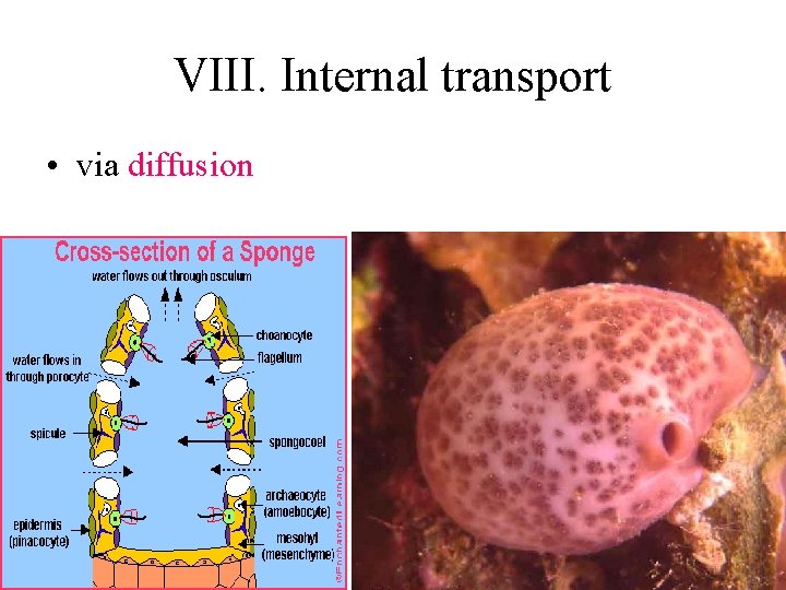 VIII. Internal transport • via diffusion 