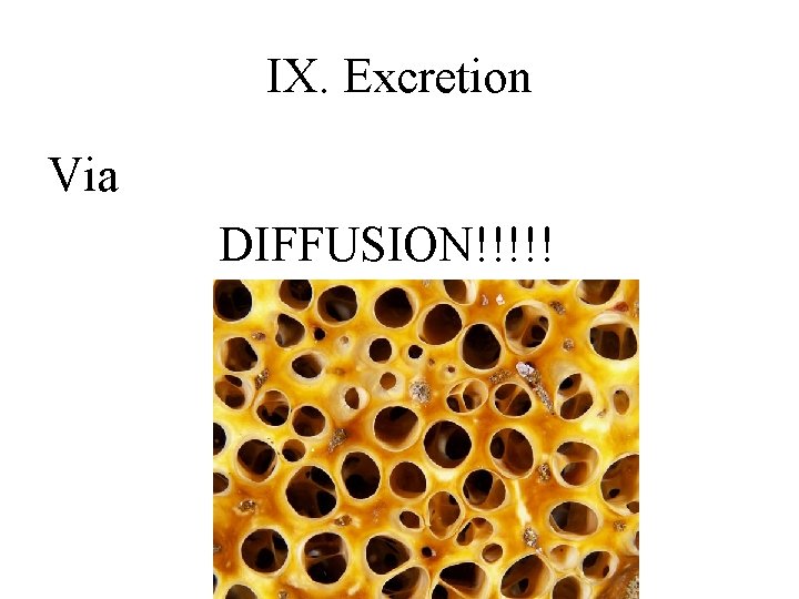 IX. Excretion Via DIFFUSION!!!!! 