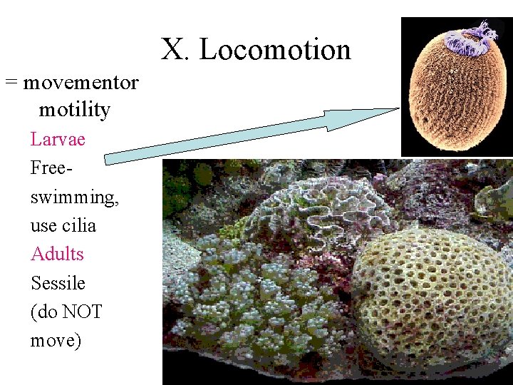 X. Locomotion = movementor motility Larvae Freeswimming, use cilia Adults Sessile (do NOT move)