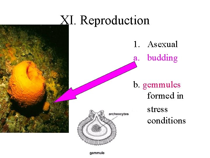 XI. Reproduction 1. Asexual a. budding b. gemmules formed in stress conditions 