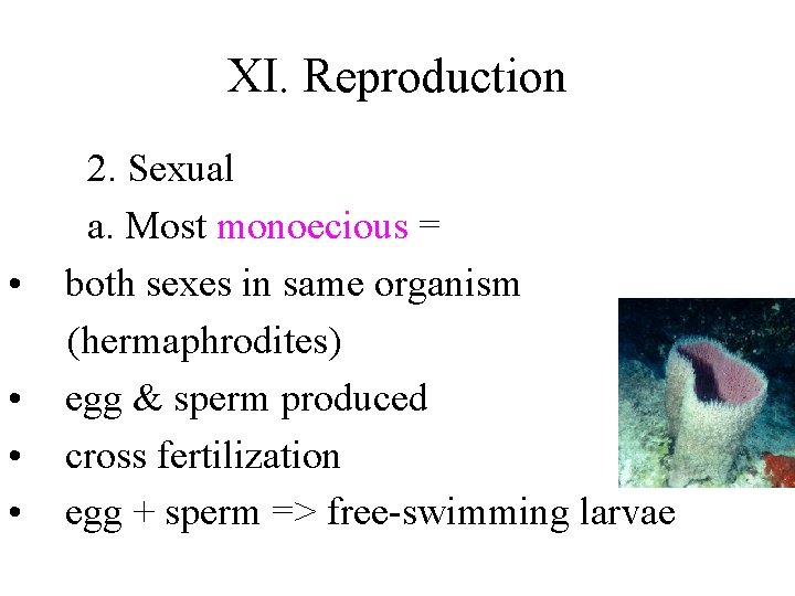 XI. Reproduction • • 2. Sexual a. Most monoecious = both sexes in same