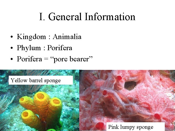 I. General Information • Kingdom : Animalia • Phylum : Porifera • Porifera =