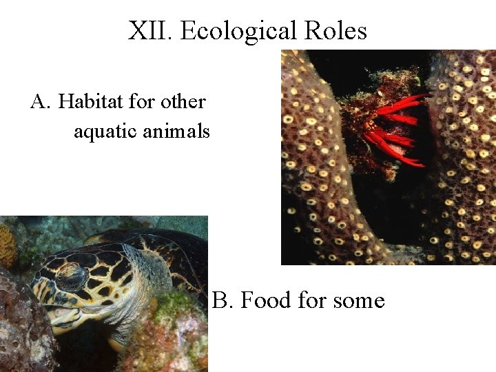 XII. Ecological Roles A. Habitat for other aquatic animals B. Food for some 