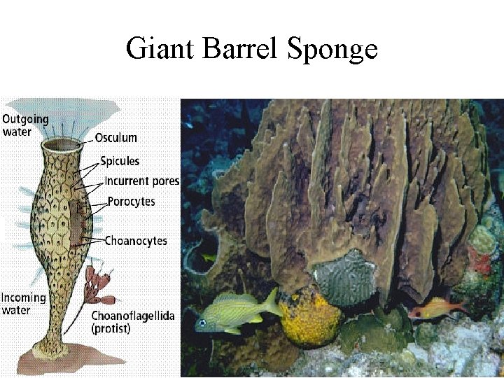 Giant Barrel Sponge 