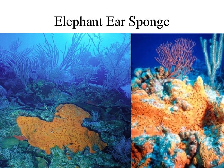 Elephant Ear Sponge 