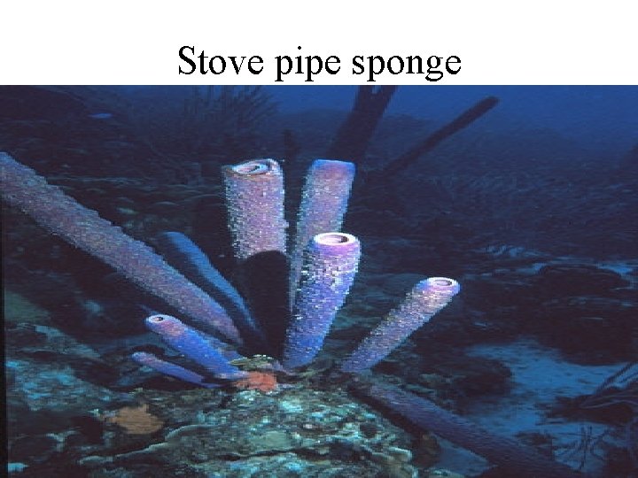 Stove pipe sponge 