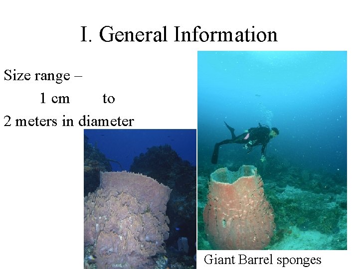 I. General Information Size range – 1 cm to 2 meters in diameter Giant