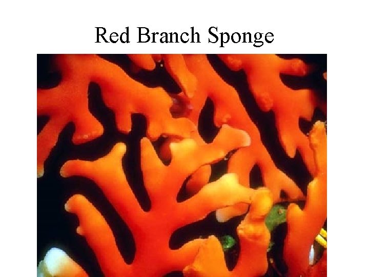 Red Branch Sponge 