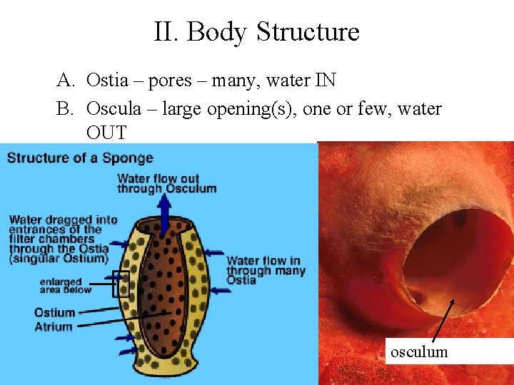 II. Body Structure A. Ostia – pores – many, water IN B. Oscula –