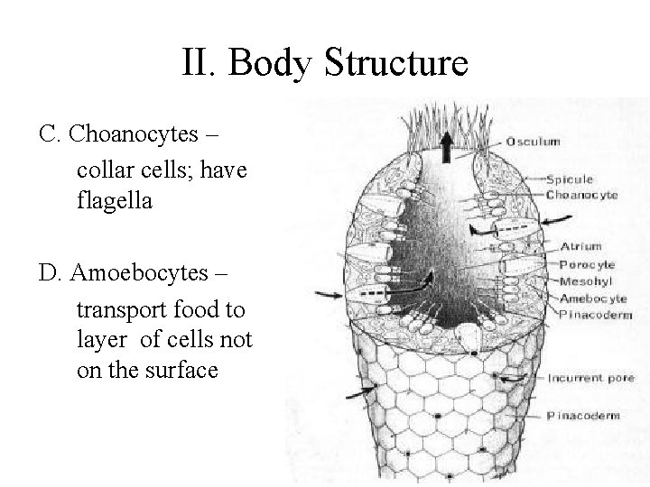 II. Body Structure C. Choanocytes – collar cells; have flagella D. Amoebocytes – transport