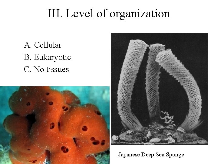 III. Level of organization A. Cellular B. Eukaryotic C. No tissues Japanese Deep Sea