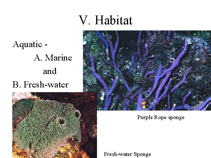 V. Habitat Aquatic A. Marine and B. Fresh-water Purple Rope sponge Fresh-water Sponge 