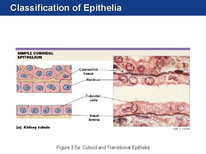 Classification of Epithelia Figure 3. 5 a Cuboid and Transitional Epithelia 