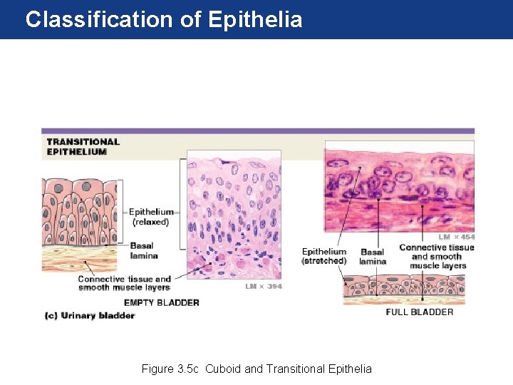 Classification of Epithelia Figure 3. 5 c Cuboid and Transitional Epithelia 