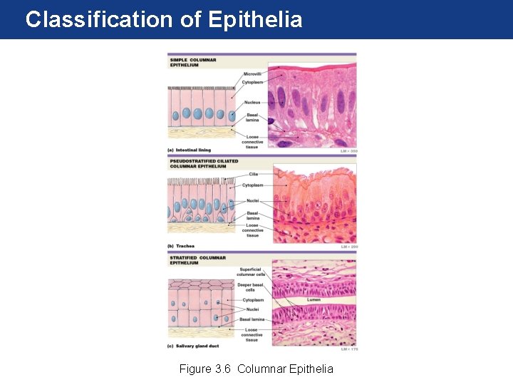 Classification of Epithelia Figure 3. 6 Columnar Epithelia 