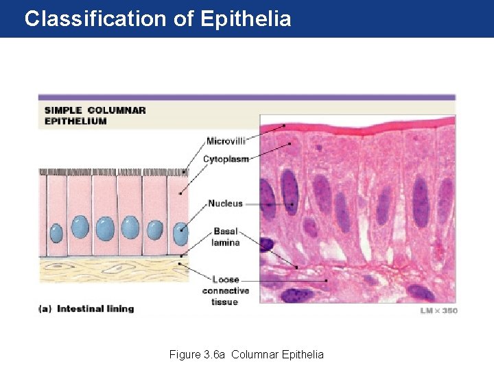 Classification of Epithelia Figure 3. 6 a Columnar Epithelia 