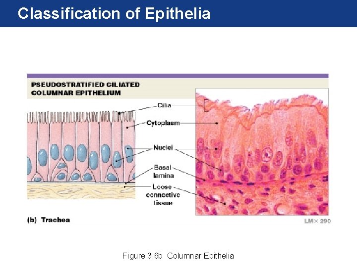 Classification of Epithelia Figure 3. 6 b Columnar Epithelia 