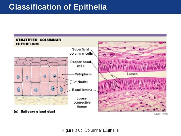 Classification of Epithelia Figure 3. 6 c Columnar Epithelia 