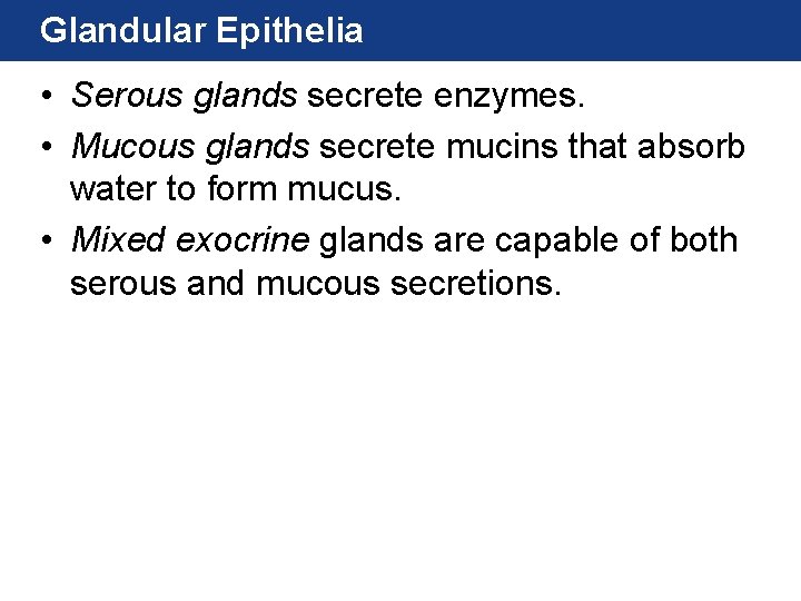 Glandular Epithelia • Serous glands secrete enzymes. • Mucous glands secrete mucins that absorb