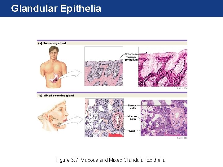 Glandular Epithelia Figure 3. 7 Mucous and Mixed Glandular Epithelia 