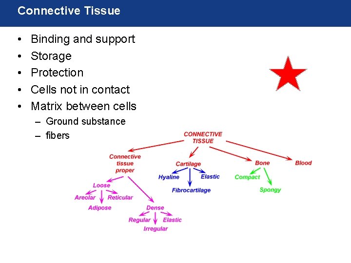 Connective Tissue • • • Binding and support Storage Protection Cells not in contact