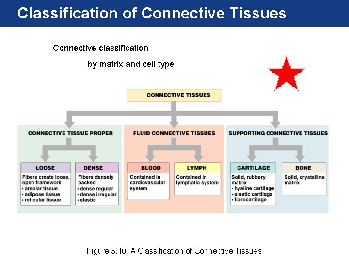 Classification of Connective Tissues Connective classification by matrix and cell type Figure 3. 10