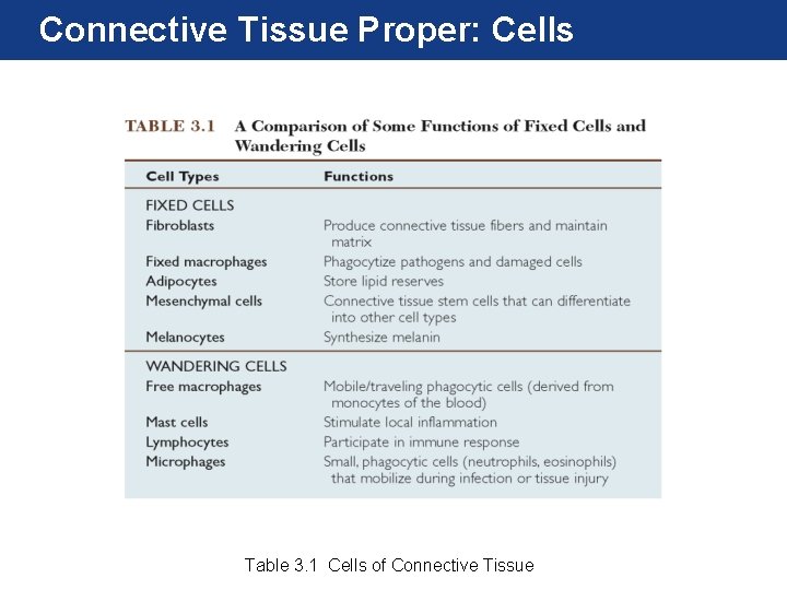 Connective Tissue Proper: Cells Table 3. 1 Cells of Connective Tissue 