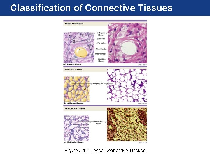 Classification of Connective Tissues Figure 3. 13 Loose Connective Tissues 