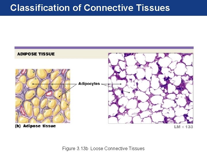 Classification of Connective Tissues Figure 3. 13 b Loose Connective Tissues 