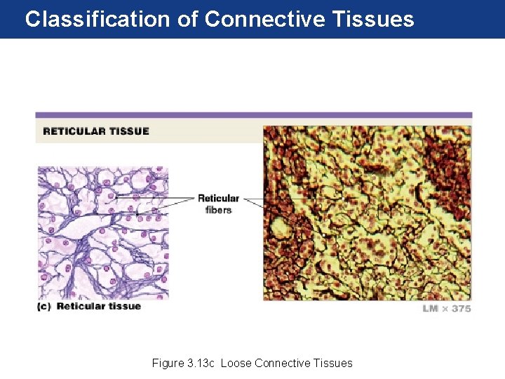 Classification of Connective Tissues Figure 3. 13 c Loose Connective Tissues 