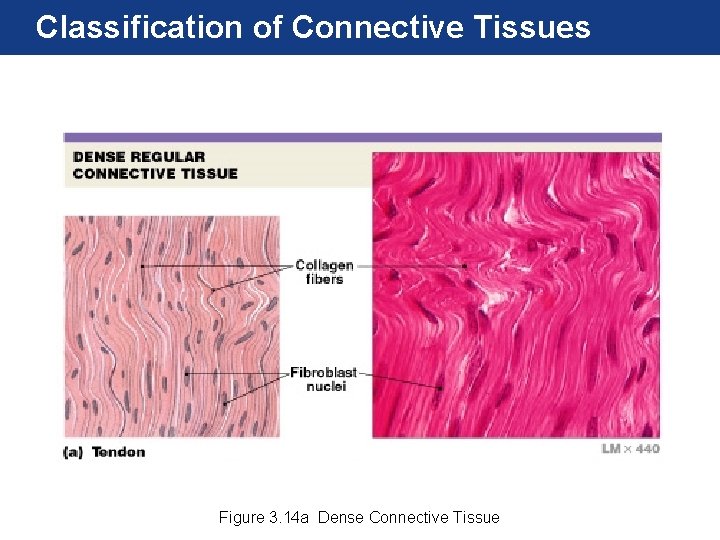 Classification of Connective Tissues Figure 3. 14 a Dense Connective Tissue 
