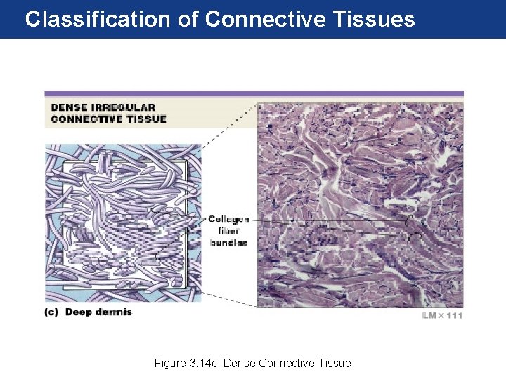 Classification of Connective Tissues Figure 3. 14 c Dense Connective Tissue 