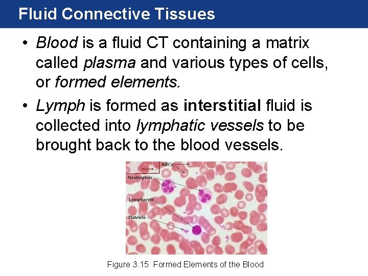 Fluid Connective Tissues • Blood is a fluid CT containing a matrix called plasma