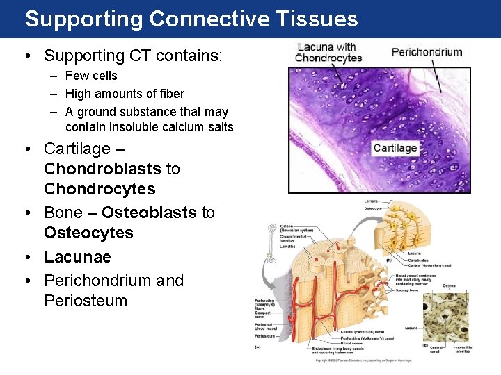 Supporting Connective Tissues • Supporting CT contains: – Few cells – High amounts of