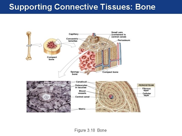 Supporting Connective Tissues: Bone Figure 3. 18 Bone 