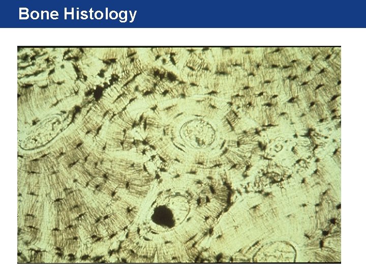 Bone Histology 
