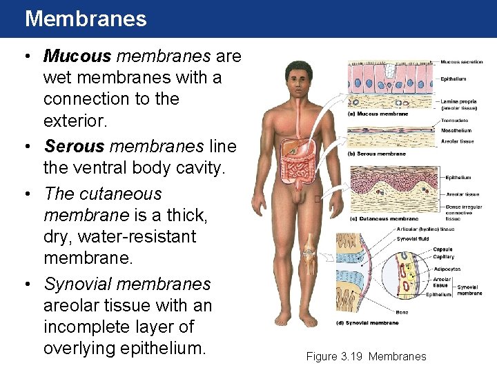 Membranes • Mucous membranes are wet membranes with a connection to the exterior. •
