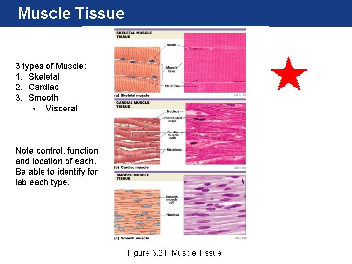 Muscle Tissue 3 types of Muscle: 1. Skeletal 2. Cardiac 3. Smooth • Visceral