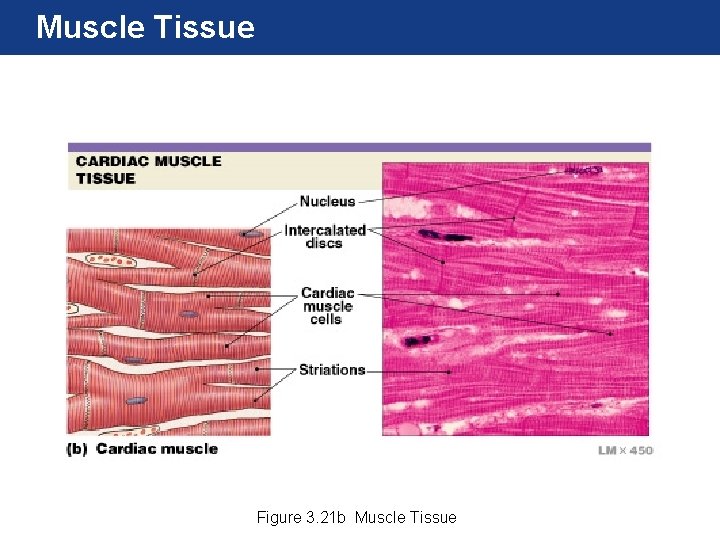 Muscle Tissue Figure 3. 21 b Muscle Tissue 