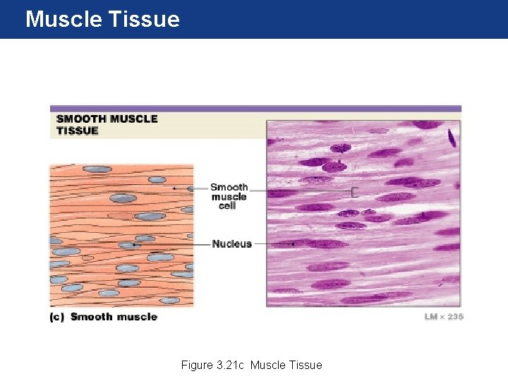 Muscle Tissue Figure 3. 21 c Muscle Tissue 