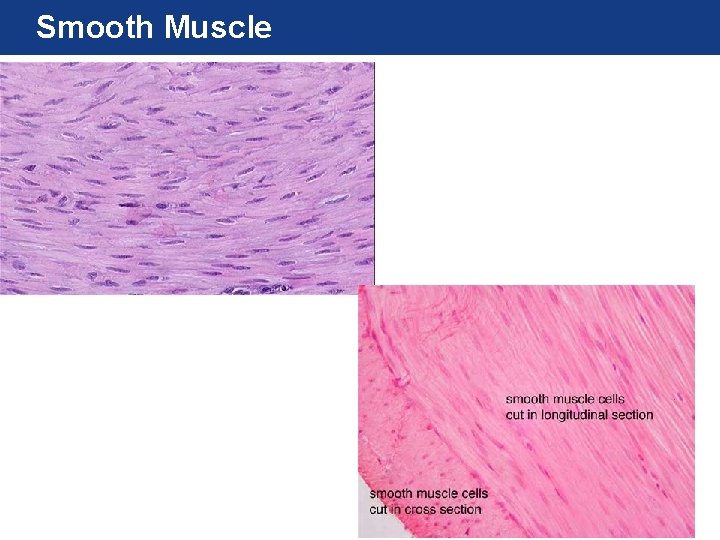 Smooth Muscle 